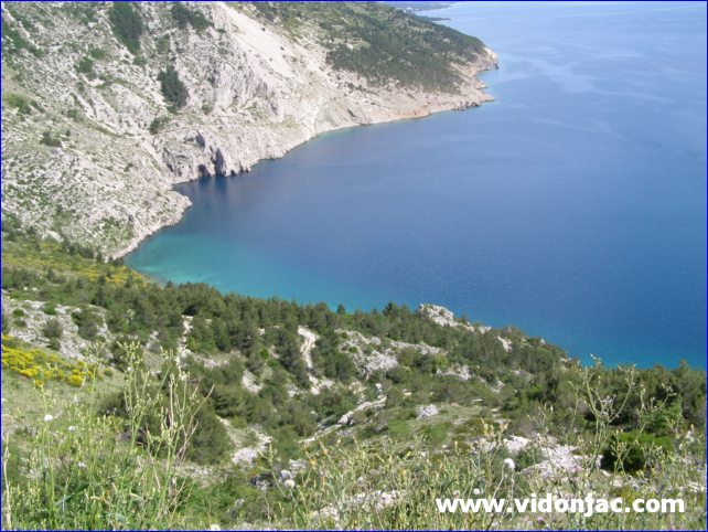 Omis_13