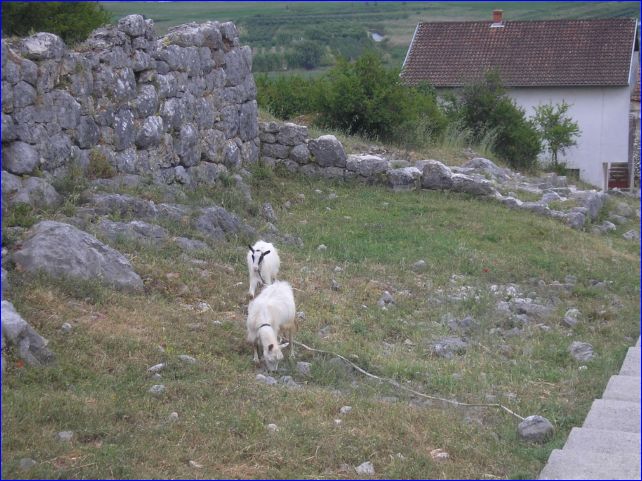 Koze