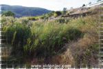 Plants: image 9 0f 18 thumb